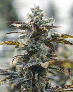 A dense Strawberry Cough Auto Feminized Cannabis cannabis plant with frosty trichomes and purple-tinged leaves grows outdoors, surrounded by a blurred background of greenery and diffuse light.