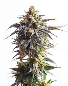 A White Widow Autoflower cannabis plant stands upright with dense buds and vibrant green and purple leaves, set against a plain white background.