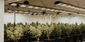 Close-up of a mature cannabis bud under fluorescent grow lights in an indoor tent