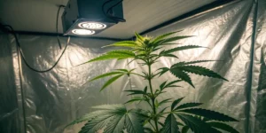 Close-up of a cannabis plant under LED grow lights in an indoor grow tent