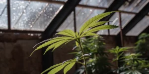 Close-up of a cannabis leaf in a greenhouse with sunlight filtering through glass panels.
