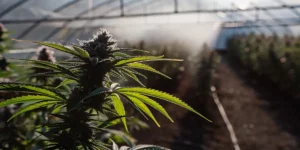 Backlit cannabis plant growing in a commercial greenhouse setup.