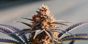 Primer plano de un cogollo de cannabis con pistilos anaranjados y tricomas brillando al sol.