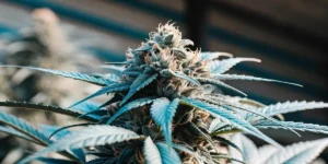 Extreme close-up of a frosty cannabis cola showcasing dense trichome coverage and vibrant pistils under soft light.