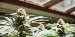 Flowering cannabis plant inside a greenhouse with soft sunlight