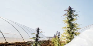 frosty cannabis bud with dark purple leaves in flowering phase