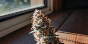 Close-up of a frosty cannabis bud with trichomes and orange pistils under natural light