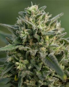 A dense, green Girl Scout Cookies cannabis bud covered in frosty trichomes and surrounded by small leaves, situated in an outdoor natural setting with a blurred green background.
