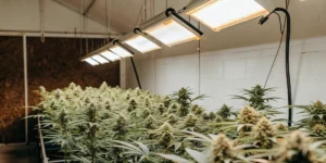 Wide-angle view of a dense canopy of flowering cannabis plants under suspended LED panels in a white-walled grow room.