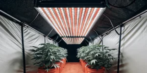Indoor cannabis grow room with LED lighting setup, featuring lush plants in pots under controlled environment.