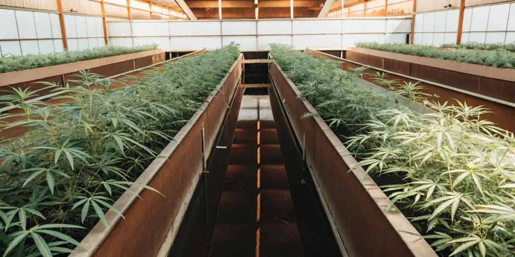 Overhead view of cannabis plants growing in rows within a large aquaponics greenhouse setup.