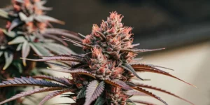Indoor cannabis grow room with purple and green bud coloration under strong LED panels and fans
