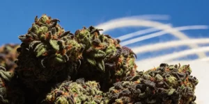 Cluster of frosty purple and green cannabis buds artfully arranged on a decorative white plate with a blue sky background.