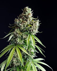 A tall Mimosa Auto Cannabis Seed with dense, green buds and fan-shaped leaves stands against a solid black background.