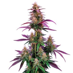 Pink Runtz cannabis plant with vibrant pink-tinted buds and colorful foliage on a white background.