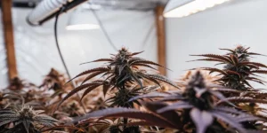 Purple cannabis buds flourishing under artificial indoor grow lights in a controlled environment.