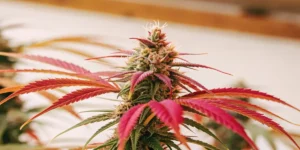 Close-up of a vibrant cannabis bud with red-purple leaves under indoor lighting.