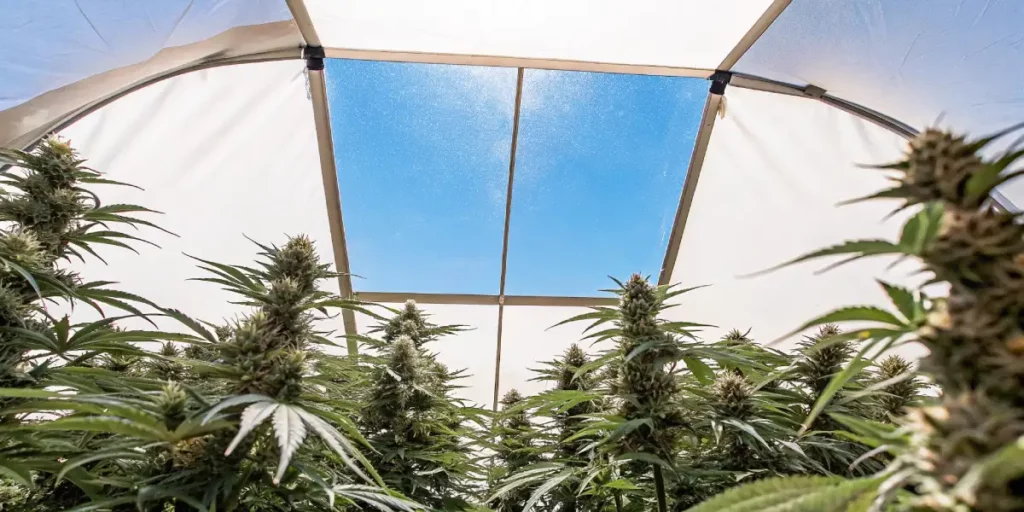 flowering cannabis plants thriving under a transparent greenhouse roof with a clear blue sky above