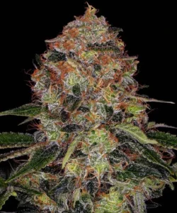A densely clustered Shiskaberry Strain cannabis bud is covered in frosty trichomes and orange pistils, surrounded by pointed green leaves, set against a plain black background.