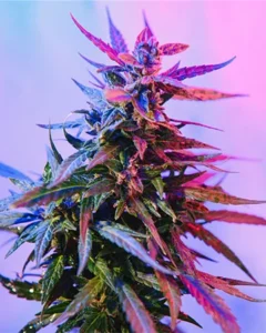 A vibrant Granddaddy Purple Seeds cannabis plant stands upright, displaying colorful, spiky leaves under ambient purple and pink lighting, set against a softly blurred gradient background.