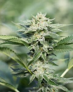 A dense cluster of Grape Stomper Seeds cannabis buds grows upward, coated in trichomes, surrounded by green serrated leaves, set against a blurred natural background.