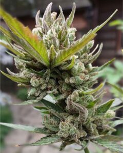 A dense Mimosa Seeds cannabis bud with frosty trichomes and pointed green leaves grows outdoors, surrounded by blurred foliage and a wooden structure in the background.