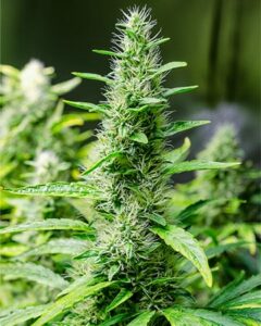 A tall, green Snoop Dogg OG Seeds cannabis plant with spiky, pointed leaves and dense, hairy buds stands in an outdoor garden with soft-focus greenery in the background.