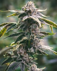 A White Tahoe Cookies cannabis plant stands upright, showing frosty trichomes and vibrant green leaves, set against a blurred natural background.