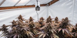 Close-up of numerous dark purple and green flowering plants under a single hanging light fixture in a greenhouse.