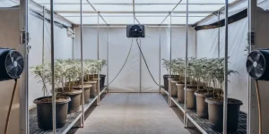 Interior of an organized grow tent with rows of potted plants, fans for air circulation, and white walls.