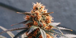 Close-up, hyper-realistic image of a dense Pineapple Express cannabis bud with orange pistils and green leaves against a gray background.
