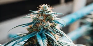 Hyper-realistic close-up of a vibrant, ripe plant bud with orange hairs and blue-green leaves, in a soft-focus background.