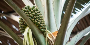 Detailed image of a Tropicanna Banana plant with a large cluster of green, immature fruits on a central stalk, amidst large leaves.