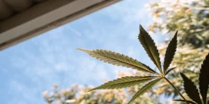 Cannabis leaf against a clear blue sky background
