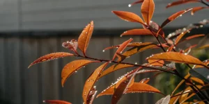 Close-up of dew-covered autoflower cannabis leaves glistening in the morning sun.