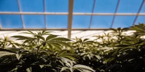 Lush autoflower cannabis plants thriving in a sunlit greenhouse.