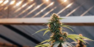 Close-up of a single healthy autoflower cannabis plant growing under indoor LED lights.