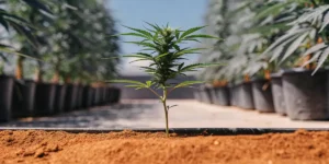close-up shot of a stunted cannabis plant in early growth stage