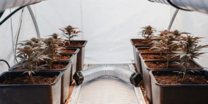 Indoor grow room setup for Auto Colorado Cookies with rows of potted cannabis plants and a silver ventilation duct, showing a side view.