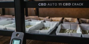 Hyper-realistic image of a cannabis seed germination setup on shelves, with trays containing white pellets and soil, labeled "CBD AUTO 11 CBD CRACK."