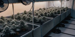 Hyper-realistic image of a state-of-the-art indoor cannabis grow room with rows of dense, frosty plants in elevated beds, under bright lights and fans.