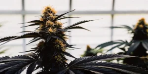 Close-up, hyper-realistic image of a fully developed cannabis bud with prominent orange pistils and dark leaves, against a blurred light background.