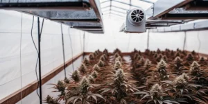 Hyper-realistic indoor cannabis grow room with rows of mature plants, some with golden hues, under overhead lights and fans.