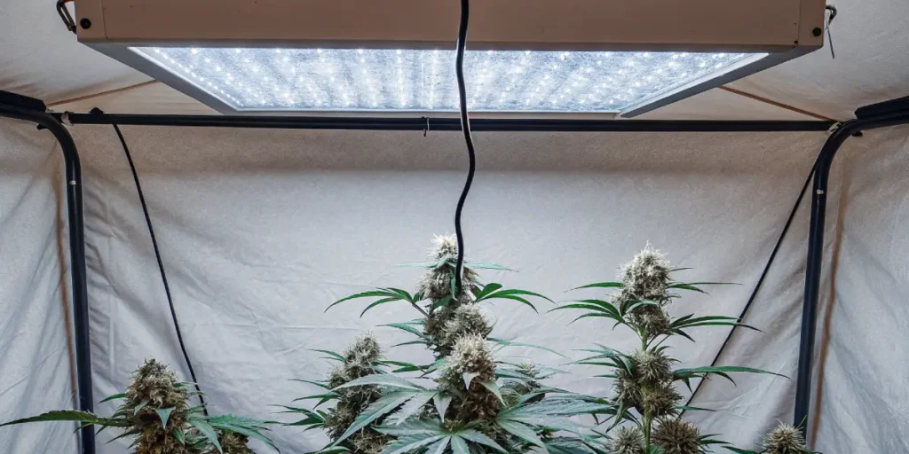 How to Grow Dance World CBD: A Step-by-Step Guide