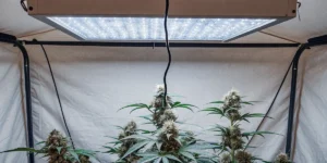 Hyper-realistic image of a dense cannabis plant with prominent buds, thriving under a bright overhead grow light in an indoor grow tent.
