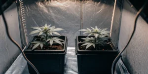 Indoor cannabis cultivation setup: two young cannabis plants in black pots inside a grow tent under bright lights.