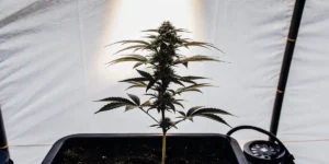 Hyper-realistic image of a Royal THCV cannabis plant with dense buds in a black pot in a grow tent, with "Royal THCV" written on its label.