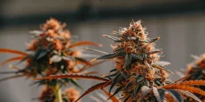 Macro shot of a dense Tatanka Pure CBD cannabis bud with prominent orange pistils and dark leaves, against a blurred background.