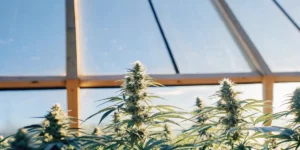 Cannabis plants in full bloom with thick buds under a bright glass greenhouse roof.