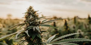 Close-up of a flowering cannabis bud in a sunlit field at golden hour.